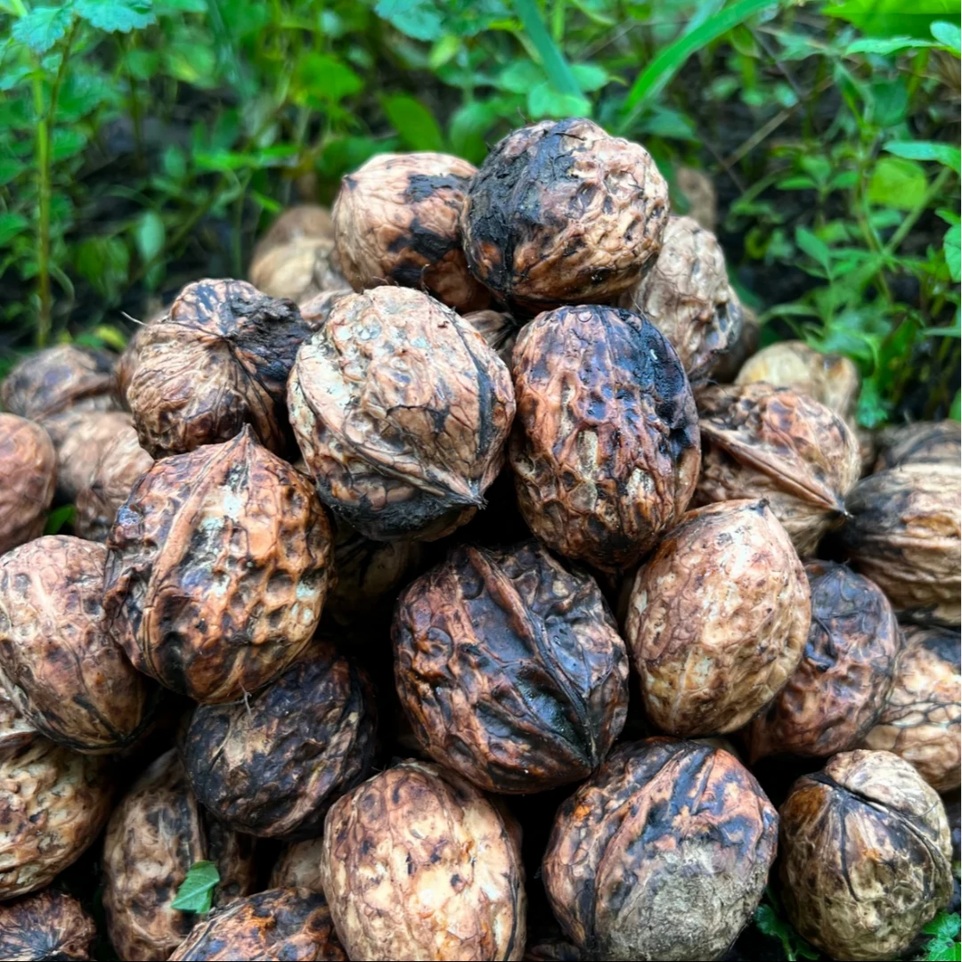 云南现摘现发新鲜核桃