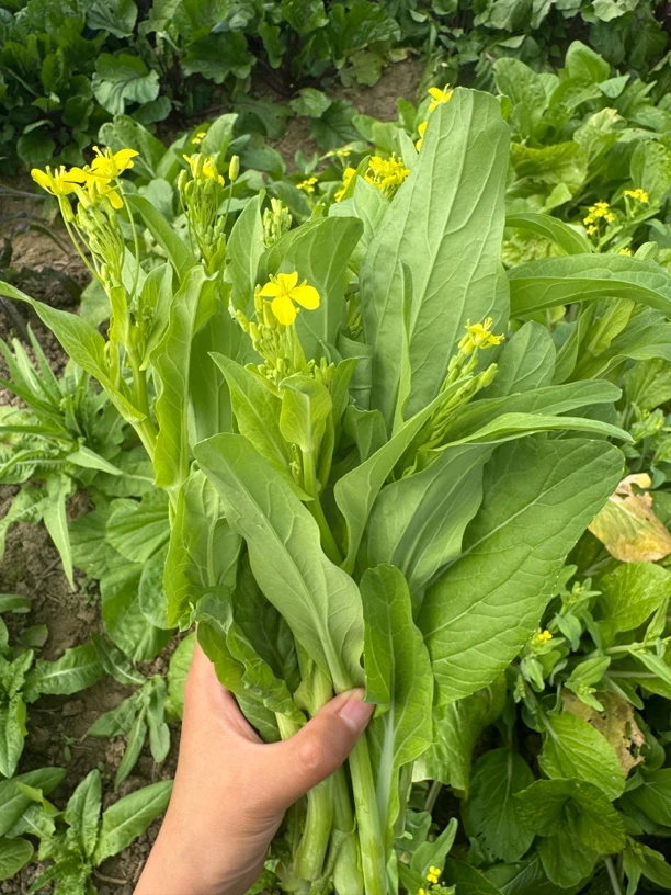【农家自种】白菜苔现摘新鲜白菜苔