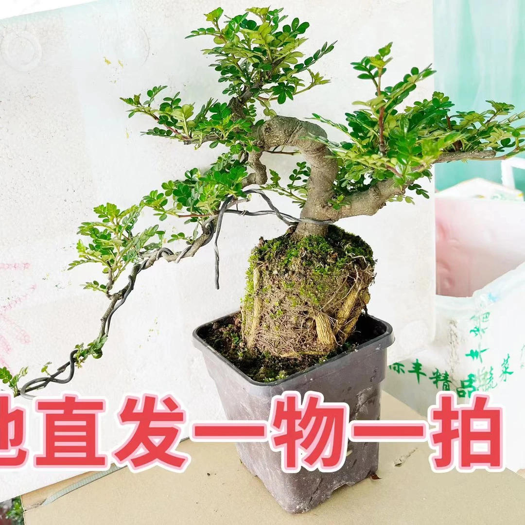 基地盆景，基地直发，一物一拍链接