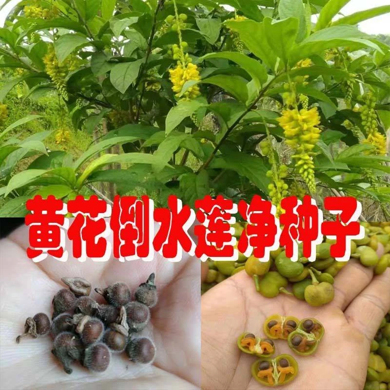 倒吊黄种子黄花倒水莲种子大远志药材种籽观音串林木花卉种苗包邮