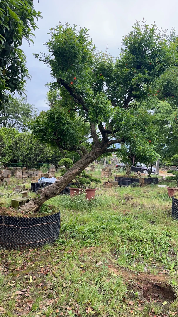 老桩大红袍石榴造型树（一物一拍）