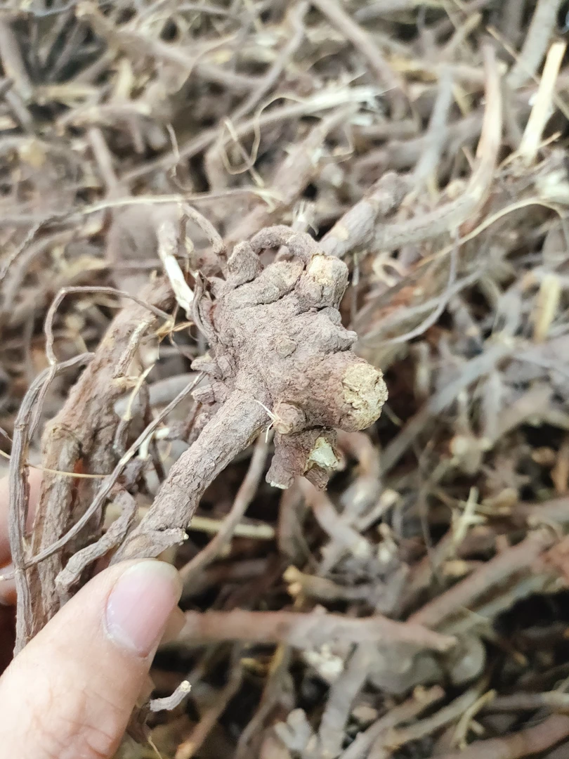 闽南过饥草毛将军根福建羊耳菊土丁桂500克山白芷辛苦草