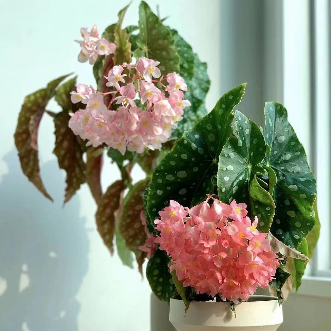 1号秋海棠室内桌面高档绿植热植盆栽