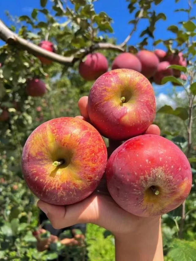 1【云南昭通丑苹果新鲜苹果产地直发】新鲜采摘丑中秋好礼昭通苹果