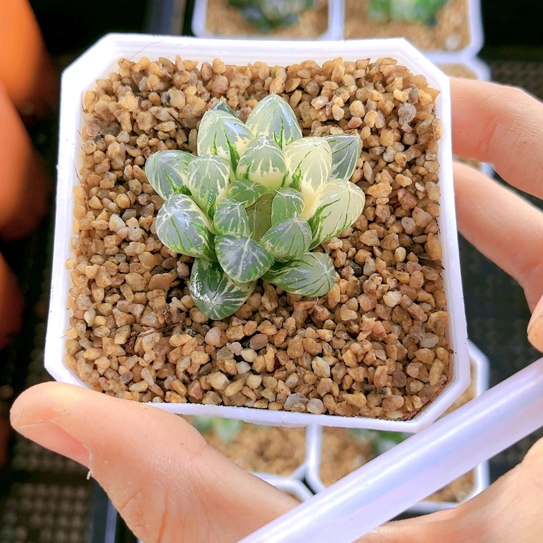 霓虹灯原盆原土发货