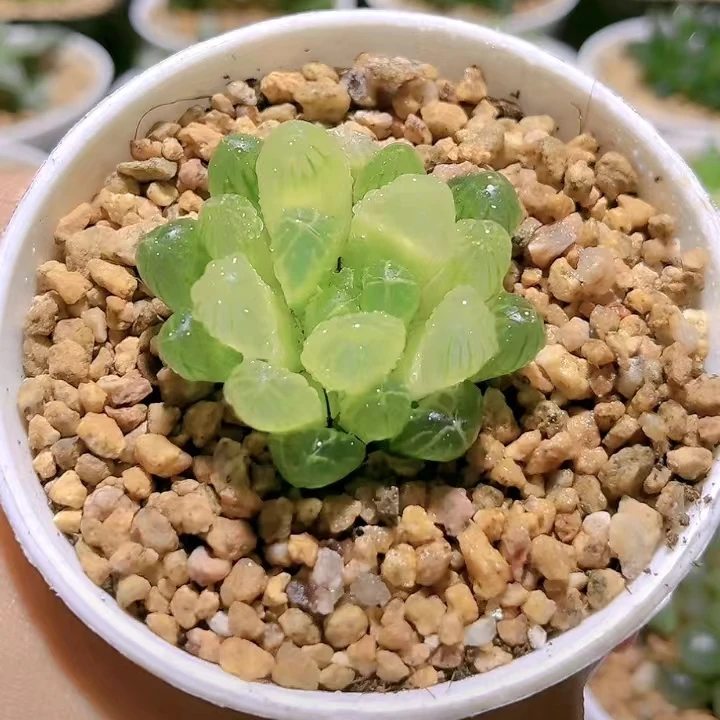 琥珀玉露【满18包邮】十二卷玉露多肉植物