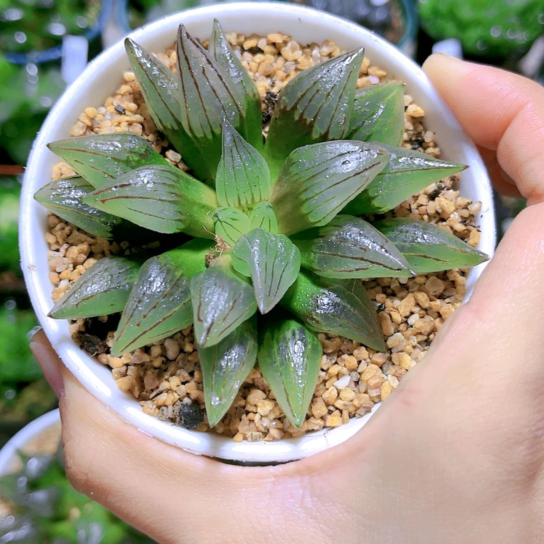 西瓜寿原盆原土发货白盆