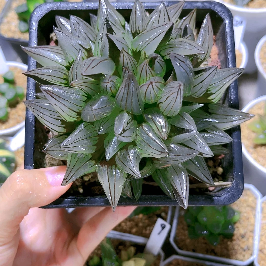 西瓜寿大母本群生玉露十二卷多肉植物花卉绿植小盆栽