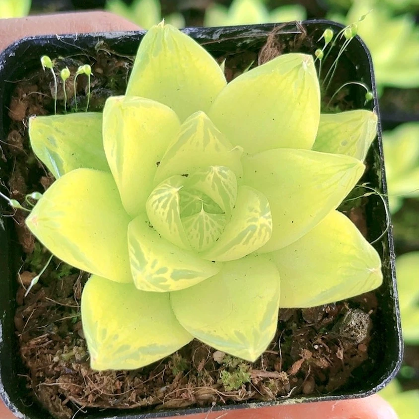 黄金玉露凝脂菊【满18包邮】十二卷玉露多肉植物