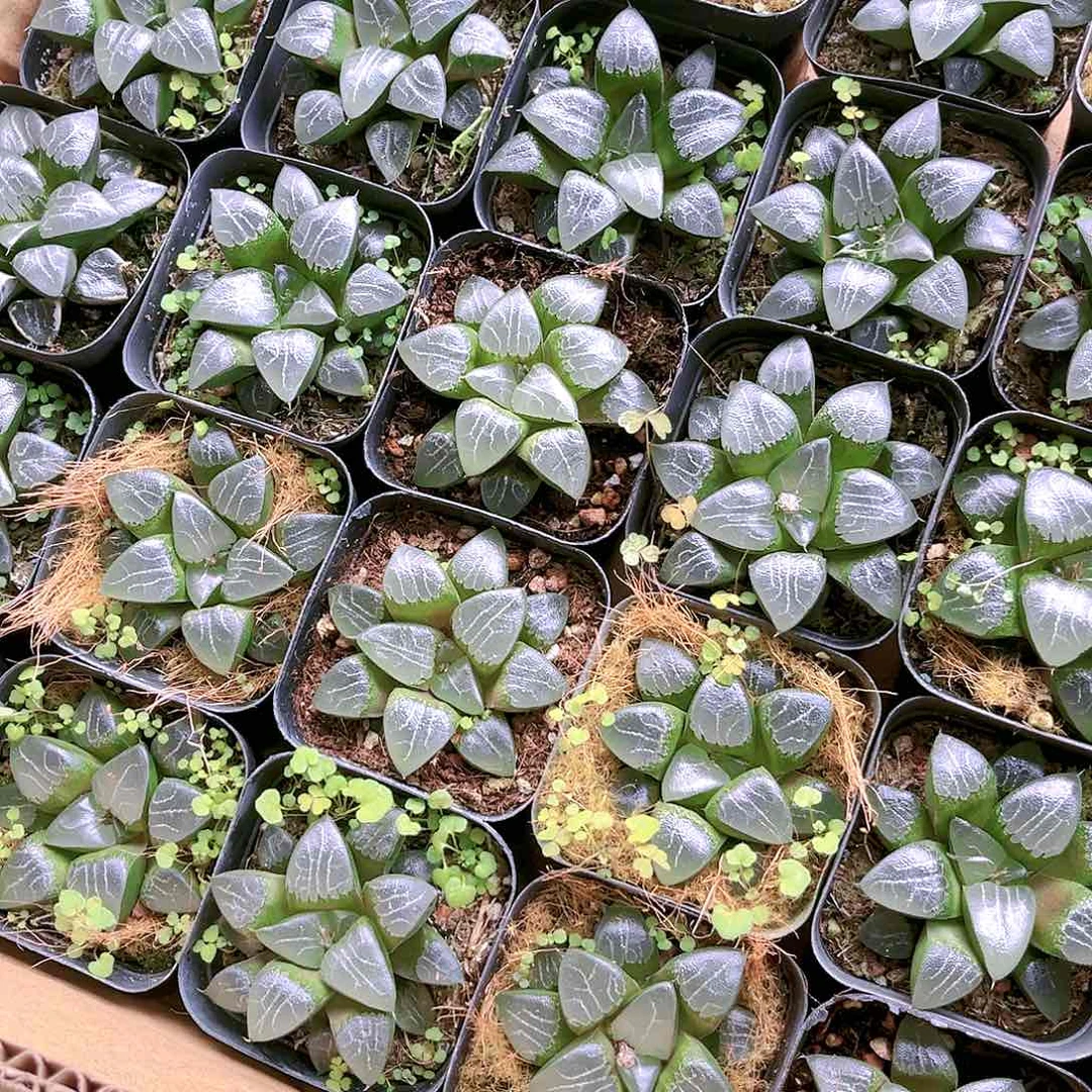 月影寿原盆原土发货8.8