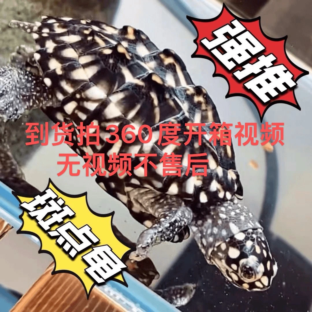 斑点龟苗黑池龟满天星深水龟