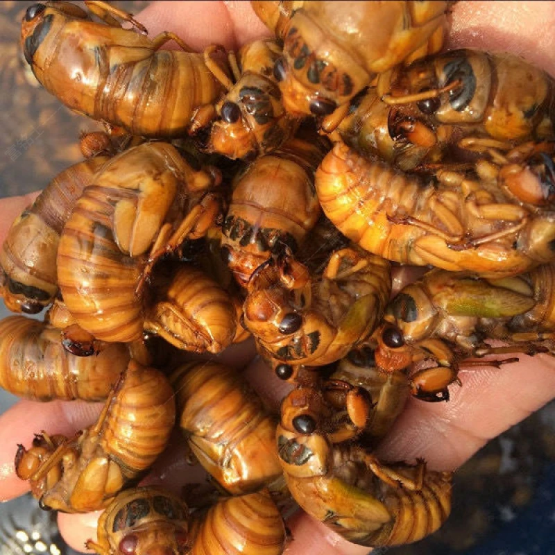 梨园爬叉知了猴新鲜活体速冻顺丰冷链包邮冷冻山东特产