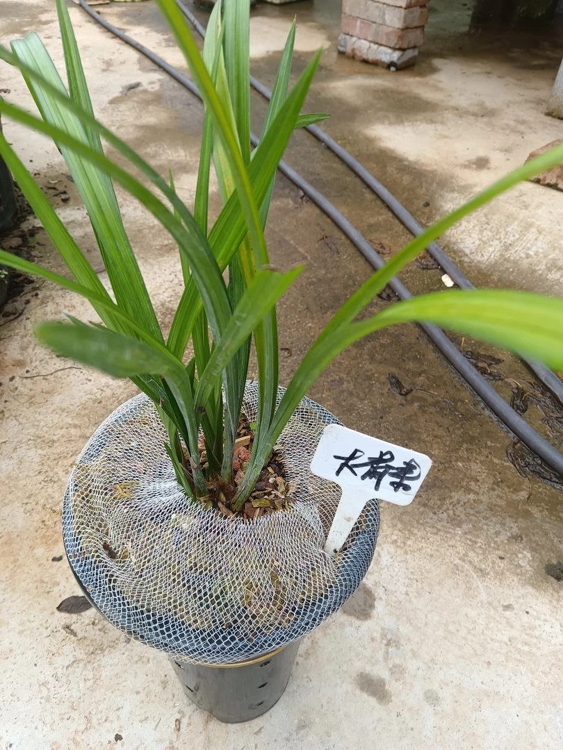 ftliuhgresahgxz春剑兰花精品大荷素