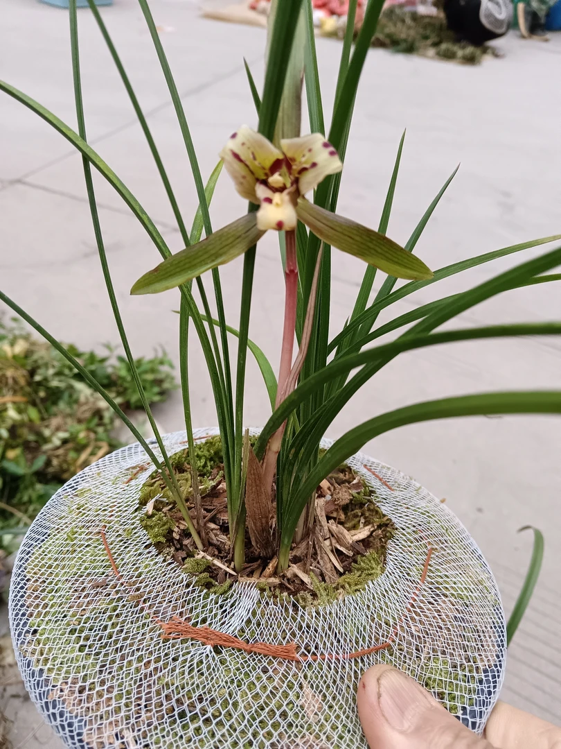 piuytgfdsbjgfaz春兰精品兰花三心蝶-