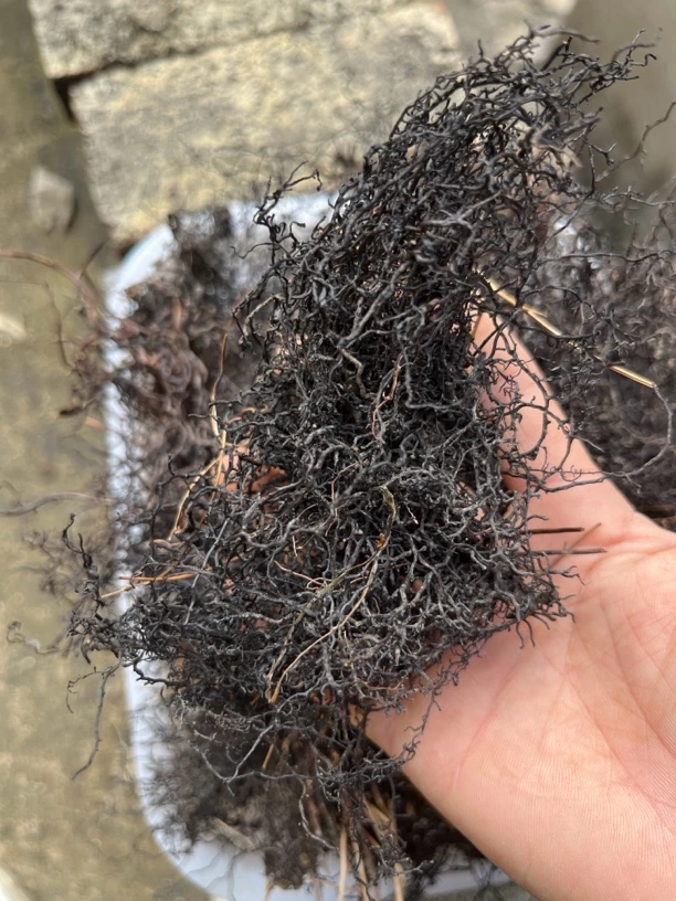 贵州纯野生海金沙500g包邮