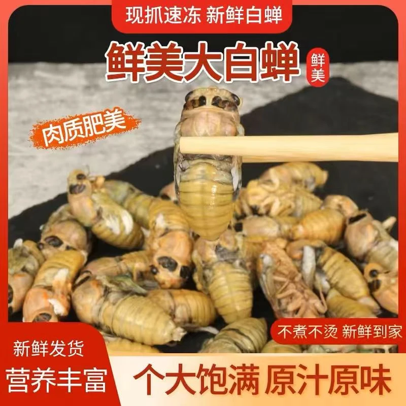 【顺丰包邮】2024年新鲜大白蝉脱壳蝉嫩知了煎炸烧烤美食