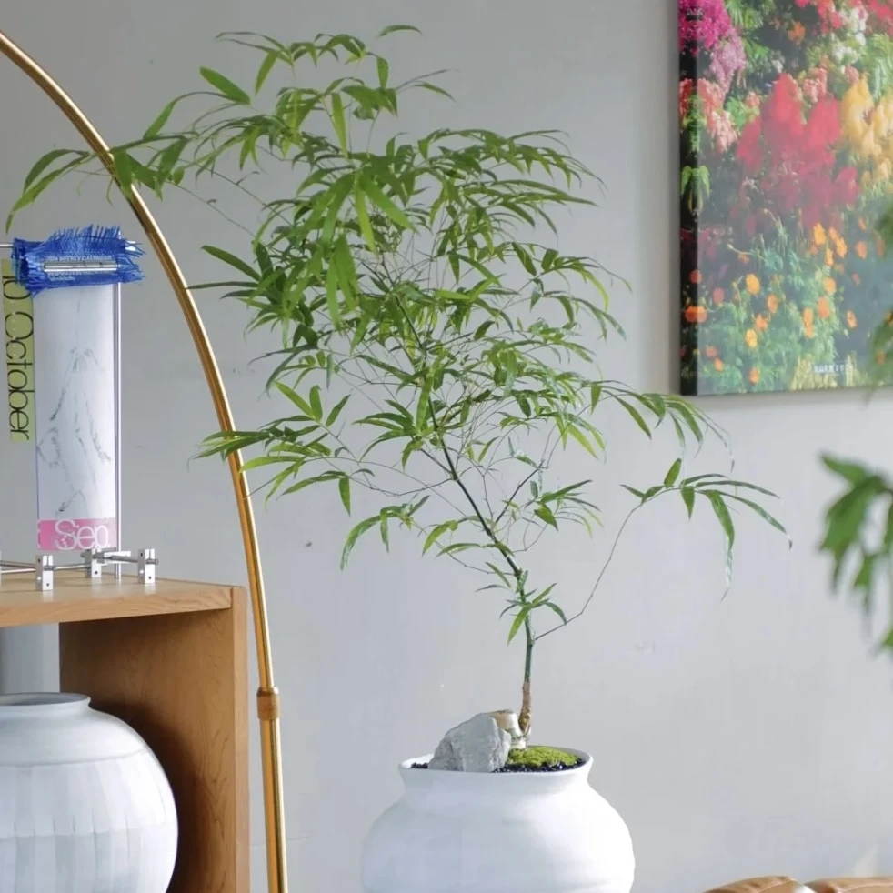【直播间一物一拍】盆景绿植盆栽