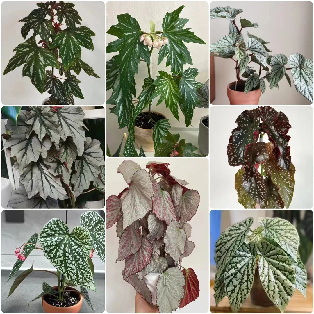 【惠林春】竹节秋海棠合集观叶植物北欧ins风室内观叶桌面盆栽