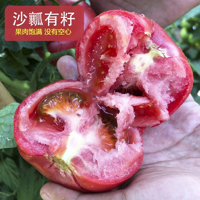 宁夏128露天水果西红柿比普罗旺斯好吃