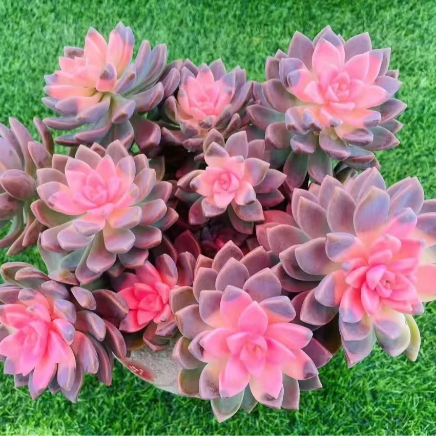 Y老桩浪漫樱花锦 多肉植物 带盆带土发货 新手好养 通风 商城