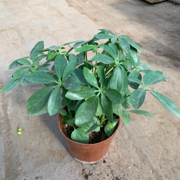 招财树鸭脚木桌面绿植客厅卧室书房发货土壤季节颜色自然鲜活