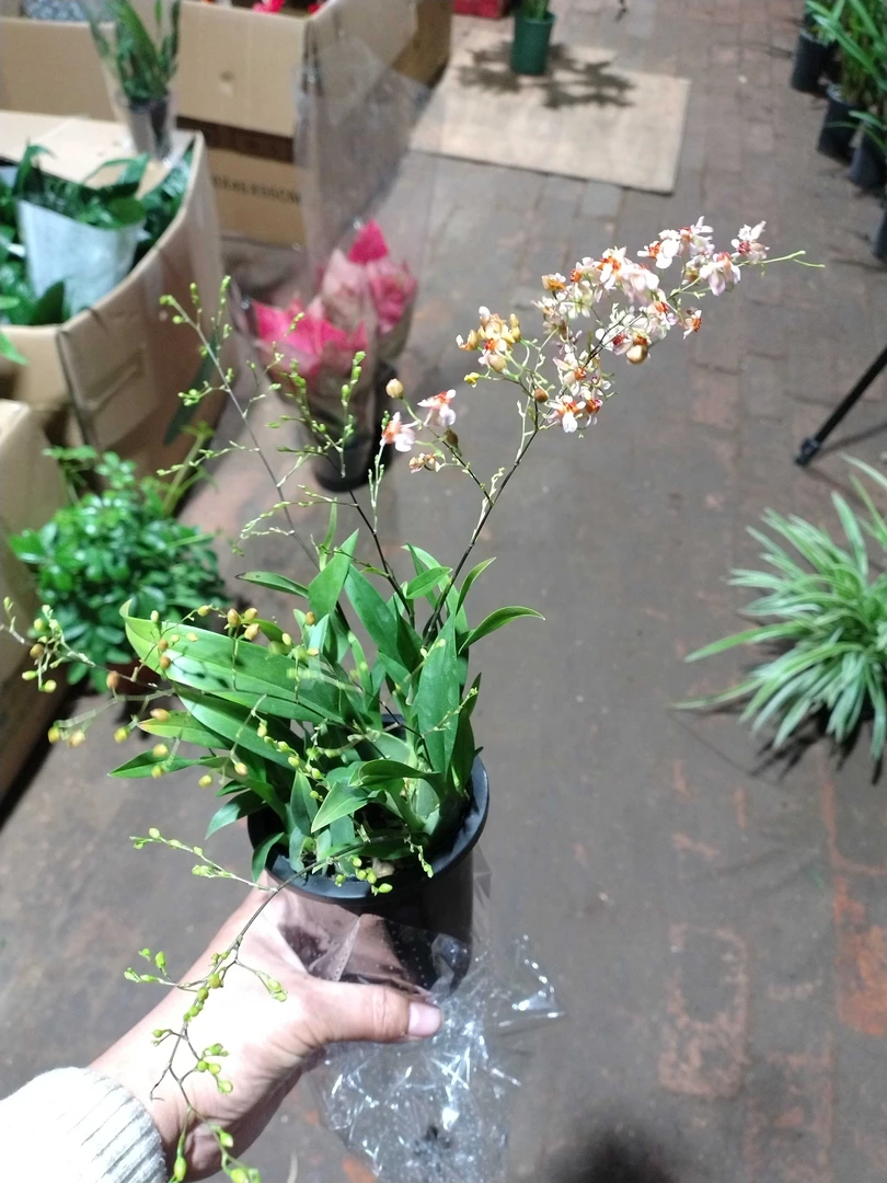 梦香兰室内绿植开花植物