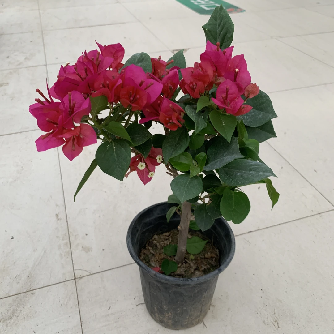 三角梅原土原盆花苞多大丽花紫薇树【红黑盆混发】