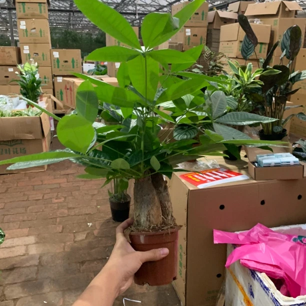 大盆三杆发财树古风盆