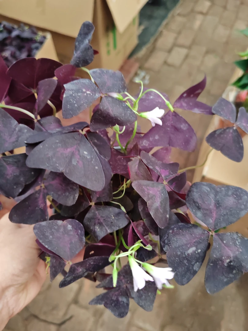 紫蝴蝶室内绿植开花植物