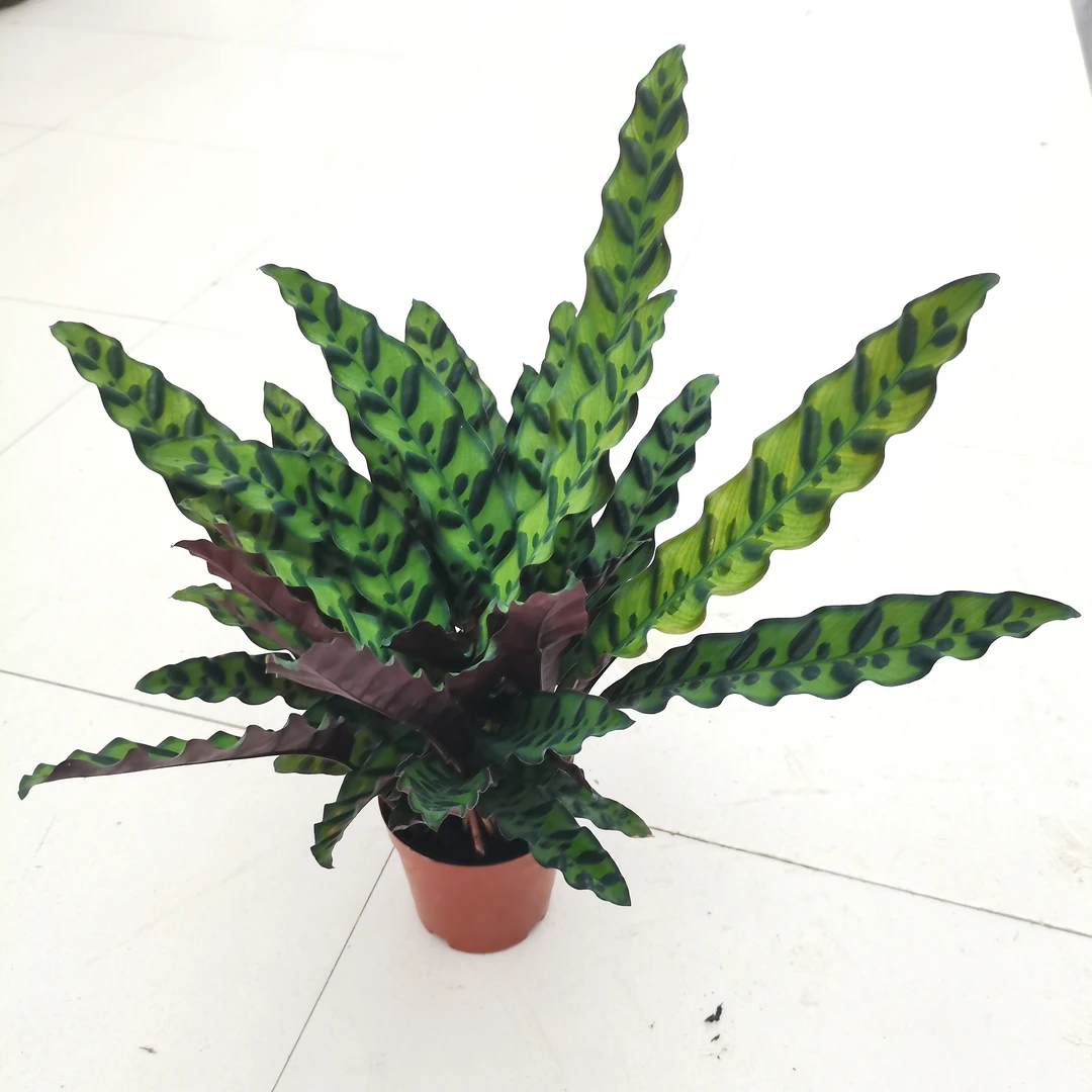 猫眼茱萸盆栽室内绿植盆栽办公室桌面植物吸甲醛净化空气