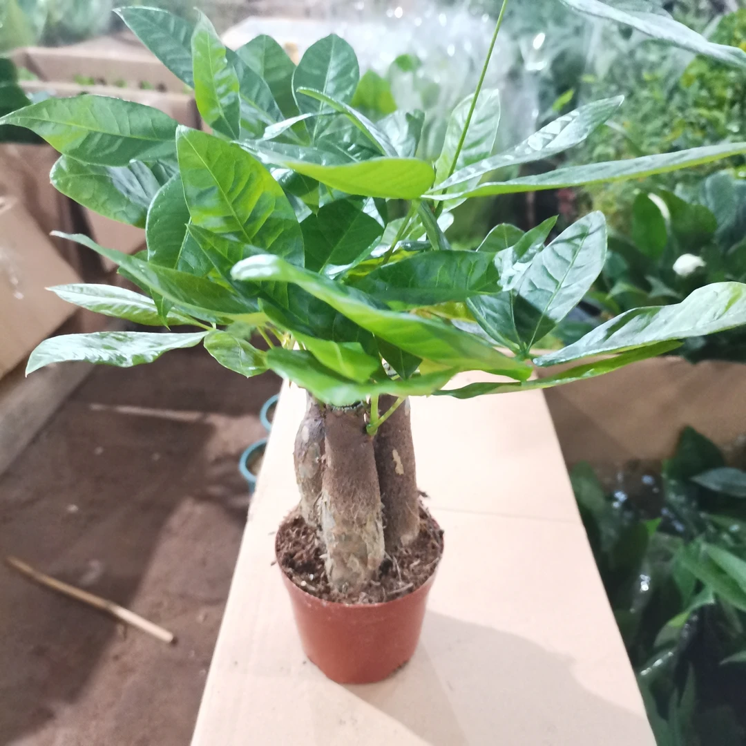 发财树小盆三颗苗