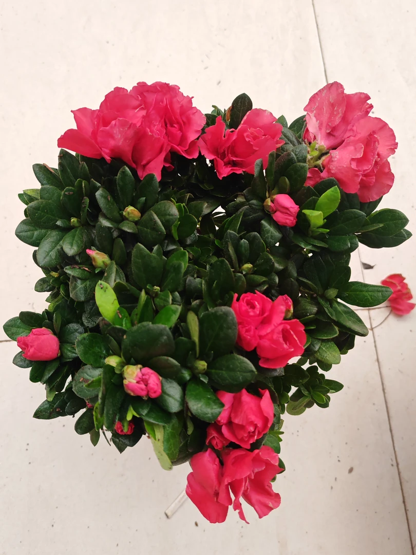 多杆杜鹃室内绿植开花植物