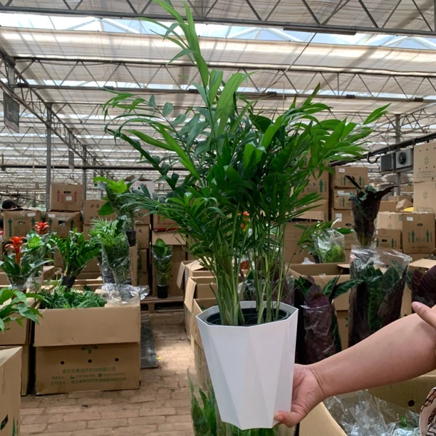 【白色棱形盆】富贵椰子散尾葵北欧网红绿植室内客厅好养盆栽