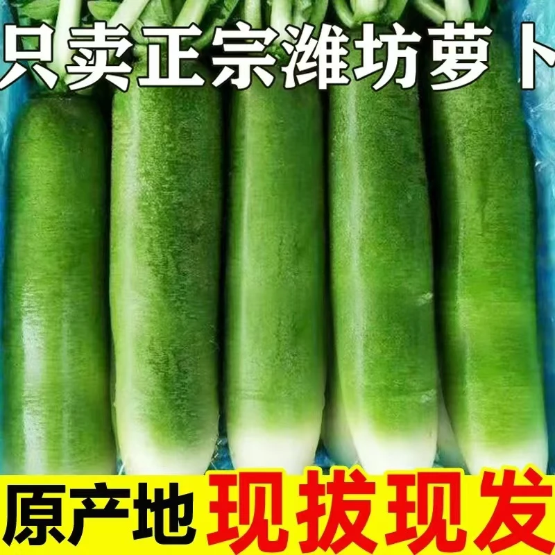 【年货节】正宗潍县水果萝卜原产地直发现摘净重4.5斤脆甜微辣