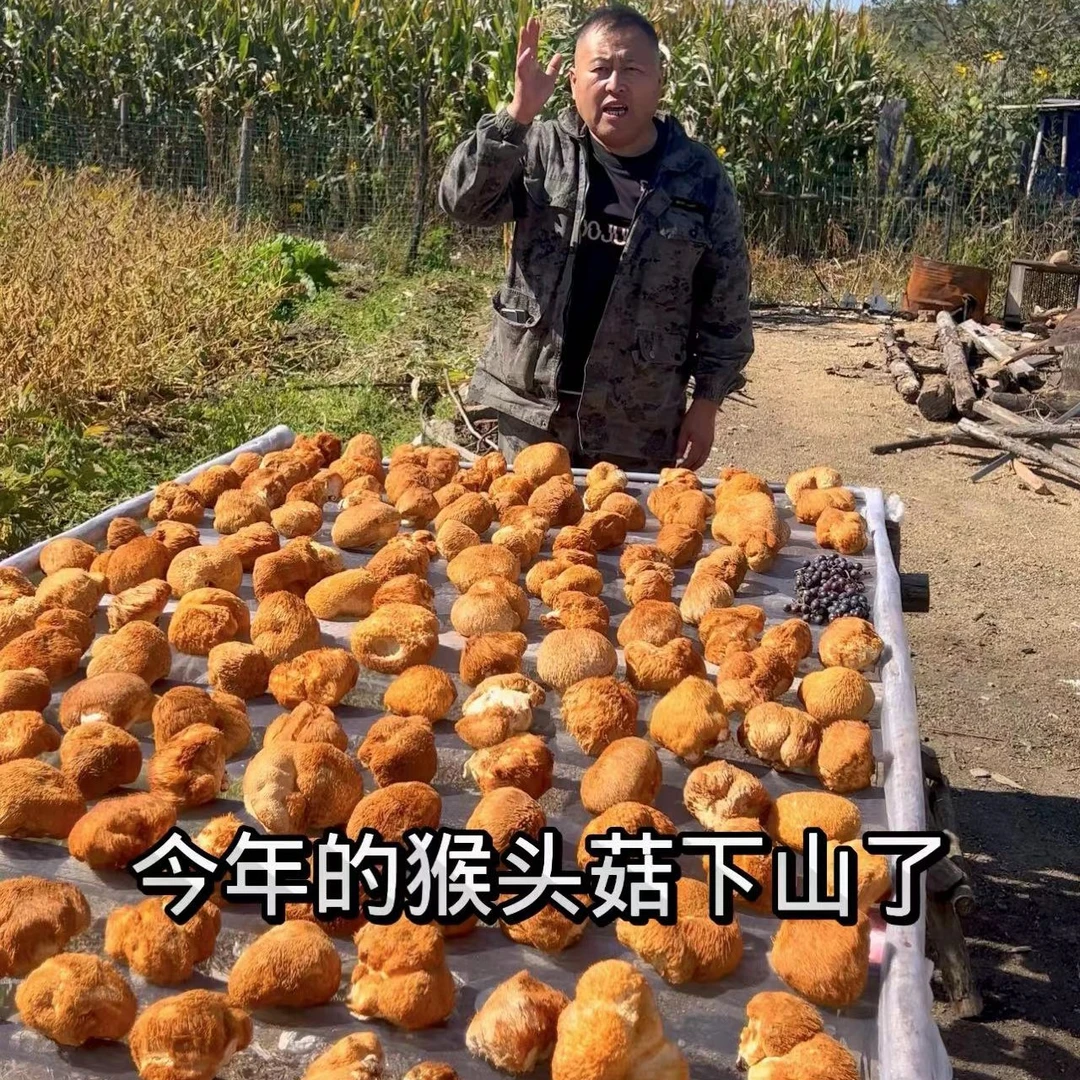 东北猴头菇猴头菇干货250克【拍一斤送四样礼品】