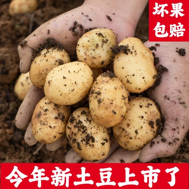 恩施利川高山农家肥种植老品种马尔科小土豆5斤