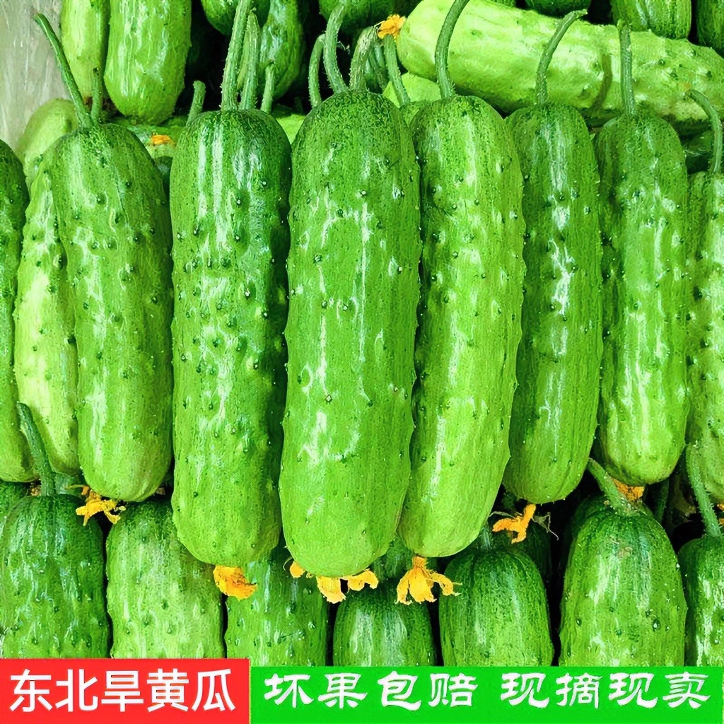 东北新鲜旱黄瓜5斤青瓜生吃蘸酱菜黄瓜产地直发2斤 3斤蔬菜食材