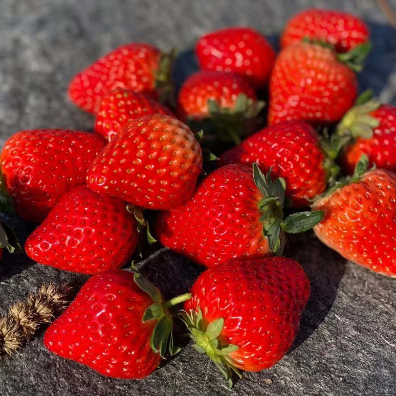丹东久久红颜草莓大果（糯甜多汁，浓浓草莓味）