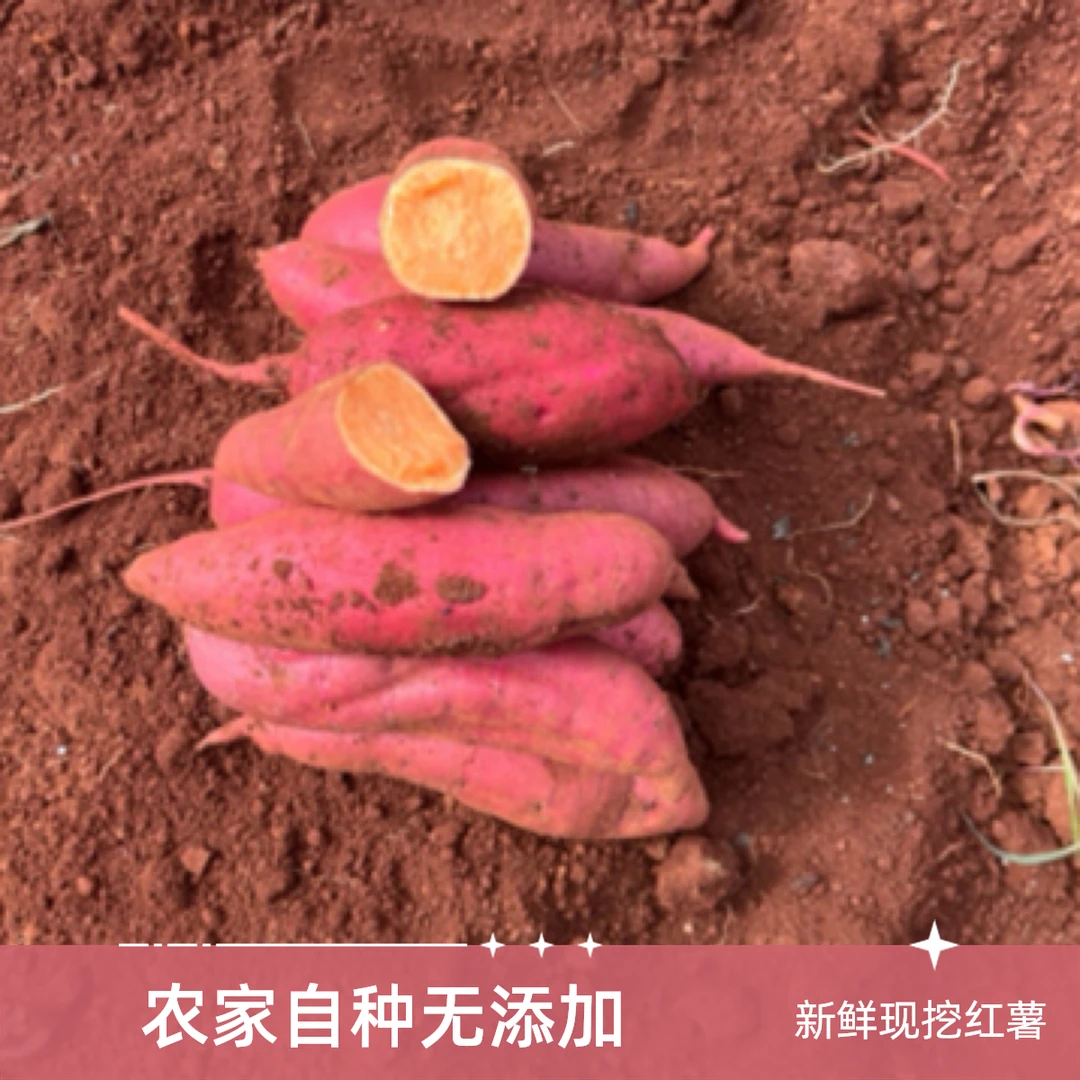 云南高原红土地西瓜红蜜薯新鲜板栗薯黄心地瓜批发农家现挖现发