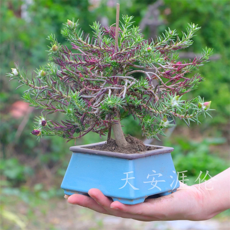 宿根玫红重瓣太阳花 重瓣宿根玫红王 牡丹玫红王重瓣太阳花