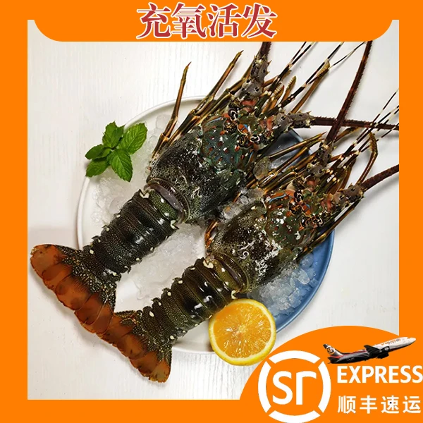 1只装起购【生猛活发】活发青龙虾7-8两一只 350-400g 包鲜{不保活}