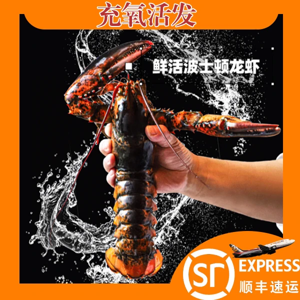 鲜活生猛活发波龙虾[多只装可选]单只9两-1.1斤包鲜包肥{不保活}