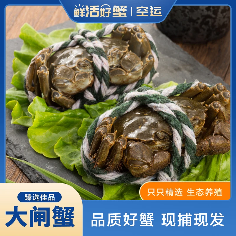 【活蟹现发】苏州清水大闸蟹2.8-3.1两公蟹2.0两母蟹4对加赠1对