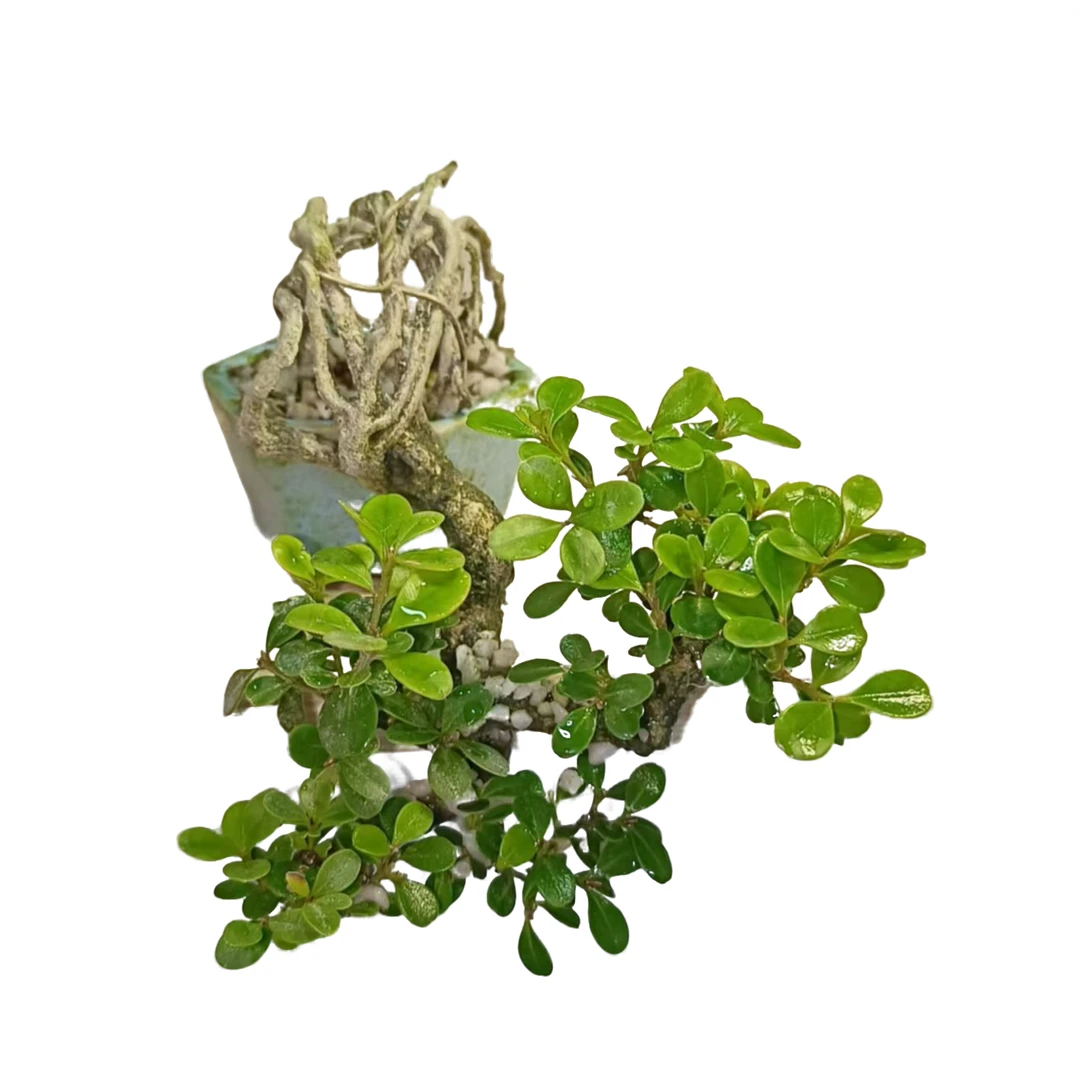 精品礼物茶台盆景风水开运旺财年功瓜子黄杨护眼防辐射摆件飘长15