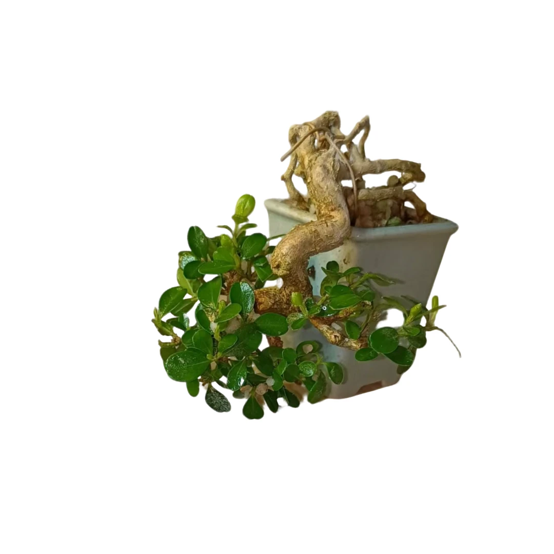 精品礼物茶台盆景风水开运旺财年功瓜子黄杨护眼防辐射摆件飘长12