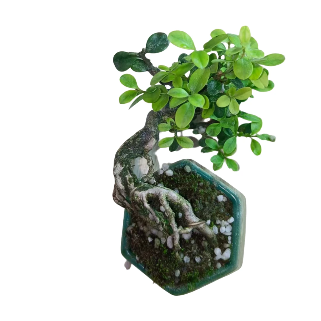 精品礼物茶台盆景风水开运旺财年功瓜子黄杨护眼防辐射摆件飘长13