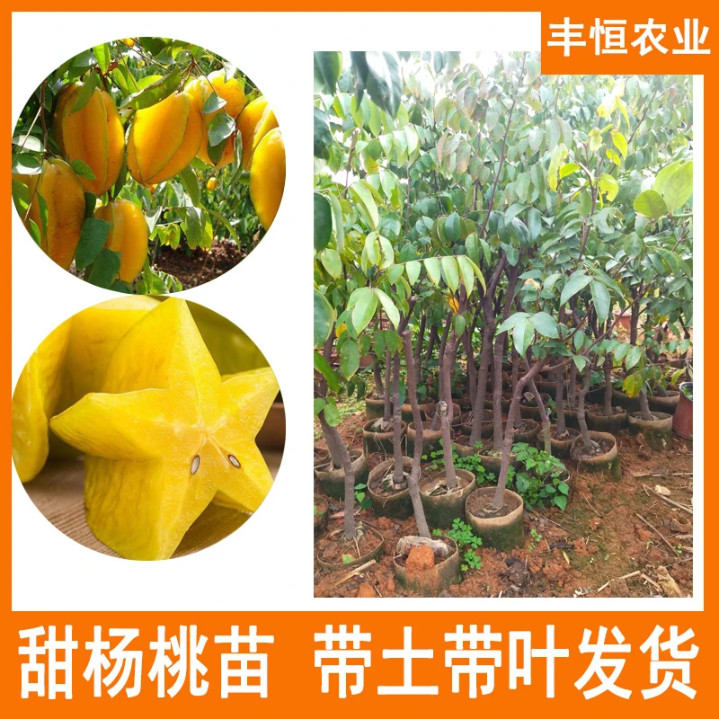 杨桃苗带土带叶发货甜杨桃苗嫁接苗庭院地栽果苗四季结果树苗
