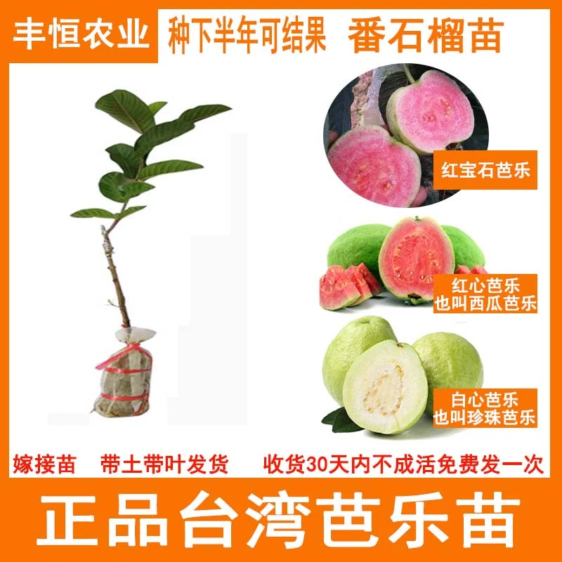 四季番石榴苗当年结果台湾红心芭乐红宝石嫁接苗珍珠芭乐树苗果苗