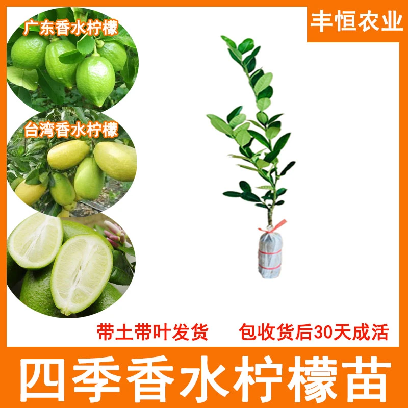 广东无籽香水柠檬苗嫁接苗四季开花结果插扦苗台湾香水柠檬树苗