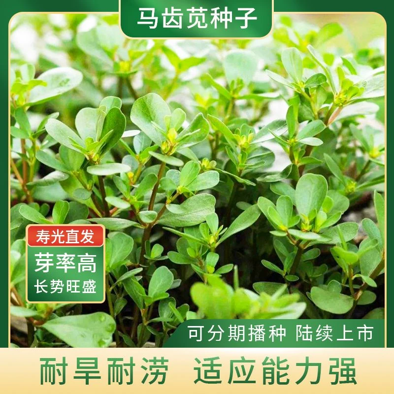 四季食用马齿苋种子马芷苋种籽阳台小院简单易盆栽马苋菜蔬菜种子